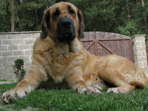 Feimi Kraje Sokolu 2,5 years old
Ich. Sultán X Ch. Aylen z Kraje Sokolu
Born: 31.01.2006
Keywords: sokol