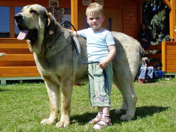 Freon z Kraje Sokolu: exc 1, CAC, CACIB, BOB - Open Class Males, International Show Litomerice 25.05.2008 
(Sultan x Aylen z Kraje Sokolu)

Photo: Hana Schmidtova- © Copyright.  

Keywords: 2008 kids polabskych