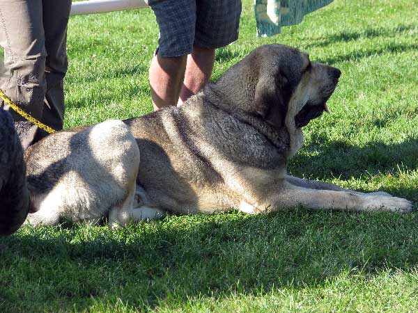 Freon z Kraje Sokolu: Exc 1, CAC, Res.CACIB - Open Class Males, International Show, Mlada Boleslav 31.08.2008
Keywords: 2008 sokol