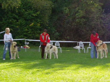 Gabon z Kraje Sokolu, Lois Tornado Erben & Jorgito Tornado Erben, Special Show Moloss club CZ, Kromeriz 29.09.2007
Gabon: Exc.1, CAJC, BOB, BOS (Young Class Males)
(Sultan x Clea z Kraje Sokolu)

Lois: Exc.1, CAJC, Club Young Winner (Young Class Females)
(Basil Mastifland x Florita Maja Tornado Erben)

Jorgito: Exc.1, CAC, Club Winner (Open Class Males)
(Druso de la Aljabara x Cassandra Tornado Erben)



 

Keywords: 2007