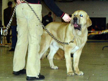 GABON Z KRAJE SOKOLU - VP1, puppy res.BIS - International show Trencín, Slovakia 28.01.2007
(Sultan x Clea z Kraje Sokolu) 
Keywords: 2007 sokol