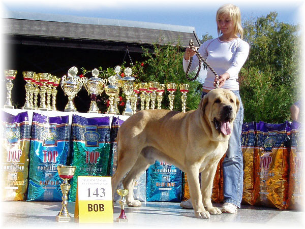 Gabon z Kraje Sokolu - Exc.1, CAJC, BOB, BOS, Young Class Males, Special Show Moloss club CZ, Kromeriz 29.09.2007
(Sultan x Clea z Kraje Sokolu)

Keywords: 2007 sokol mastes