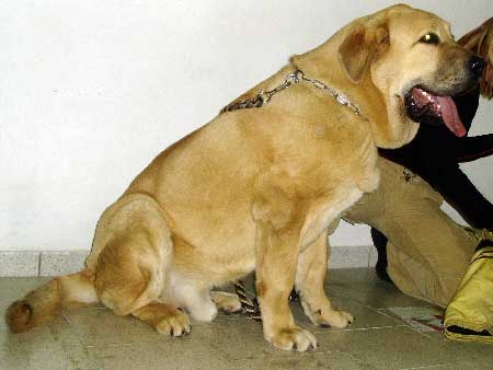 GABON Z KRAJE SOKOLU - VP1, puppy res.BIS - International show Trencín, Slovakia 28.01.2007
(Sultan x Clea z Kraje Sokolu) 
Keywords: 2007 sokol