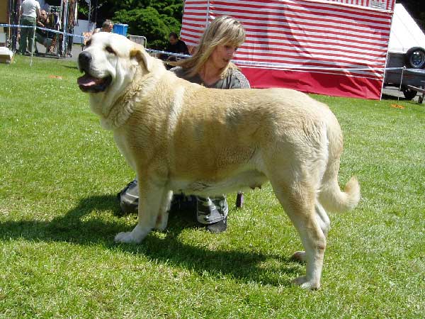 Gia z Kraje Sokolu: exc 1, CAC - Open Class Females, International Show, Litomerice 25.05.2008 
(Sultan x Clea z Kraje Sokolu)

Photo: Hana Schmidtova- © Copyright.  
Keywords: 2008 sokol