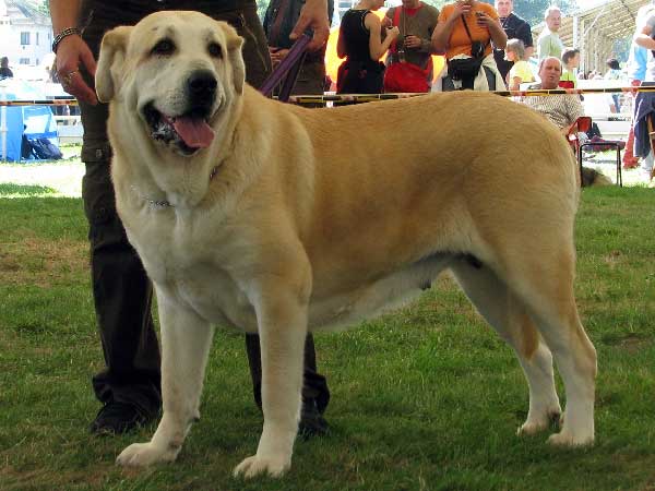 Gia z Kraje Sokolu: Exc 1, CAC, CACIB - Open Class Females, International Show, Mlada Boleslav 31.08.2008
Keywords: 2008 sokol