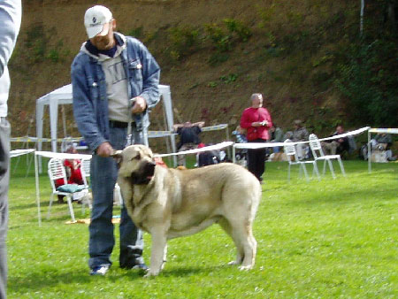 Hagrid Mastibe - Exc., Young Class Males, Special Show Moloss club CZ, Kromeriz 29.09.2007
(Druso de la Aljabara x Connie Mastibe)
Keywords: 2007 mastibe