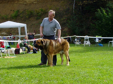 Hugo Mastibe - Exc., Young Class Males, Special Show Moloss club CZ, Kromeriz 29.09.2007
(Druso de la Aljabara x Connie Mastibe)
Keywords: 2007 mastibe