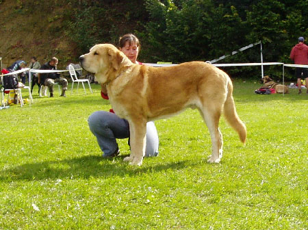 Jorgito Tornado Erben - Exc.1, CAC, Club Winner, Open Class Males, Special Show Moloss club CZ, Kromeriz 29.09.2007
(Druso de la Aljabara x Cassandra Tornado Erben)
Keywords: 2007 tornado