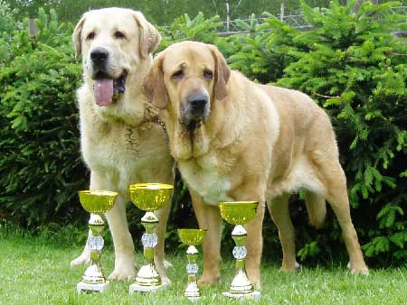 Sultan - Exc. 1, Young Club Winner, BOB & Baknaid z Kraje Sokolu - Exc. 1, CACA, Club Winner - Clubsiegerschau Molosserclub Austria, Amstetten, 04.06.2005 
Sultan: (Ordoño x Princess de Vega de Albares) - Breeder: Angel Sainz de la Maza, owner: Jaroslav Schmidt
Baknaid z Kraje Sokolu: (Tocho de Valdejera x Diana Fi-It) - Breeder & owner: Jaroslav Schmidt
 

Keywords: 2005 sokol