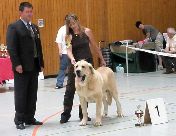 Sultan: EXC 1, CAC VDH, CAC Club, CSA, 100 years Jubileum winner, BOB - Champion Class Males,  03.08.2008, Jubileum show: "100 years of Germany Moloss Club e.V."
(Ordoño x Princes De Vega De Albares)

Keywords: 2008 sokol