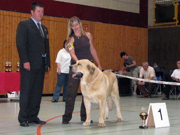 Sultan: EXC 1, CAC VDH, CAC Club, CSA, 100 years Jubileum winner, BOB - Champion Class Males,  03.08.2008, Jubileum show: "100 years of Germany Moloss Club e.V."
(Ordoño x Princes De Vega De Albares)

Keywords: 2008 sokol