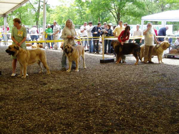 Champion Class Males - Eurodog Show 2005, Tulln, Austria
Keywords: 2005