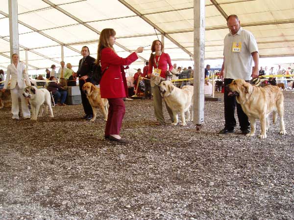 Open Class Females - Eurodog Show 2005, Tulln, Austria
Keywords: 2005