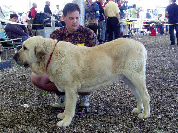 Soto de Trashumancia - Excellent 1, Best Veteran - Veteran Class Males - Eurodog Show 2005, Tulln, Austria  
(Florencio de Trashumancia x Vela de Trashumancia)  

Keywords: 2005