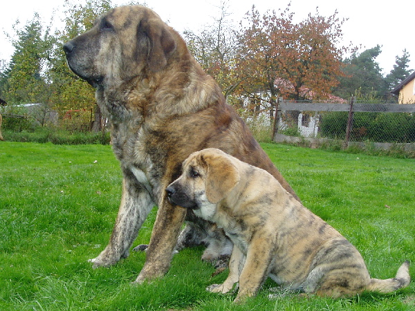 Arak z Kraje Sokolu 8 years old & his daughter Chanel Zaark Mastibe 3 months old - Winner Photo of the Month October 2007
Keywords: sokol