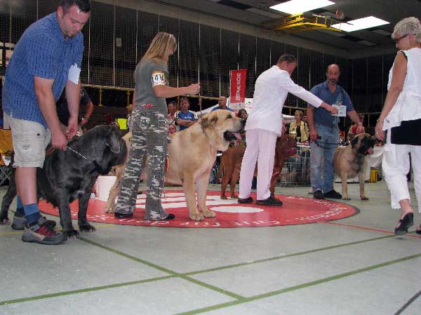 SULTAN - Club Show, CfM, Bensheim, Germany - 02.08.2008
(Ordono x Princes de Vega de Albares)

Breeder : Angel Sainz De La Maza, Spain
Owner : kennel  Z Kraje Sokolu, Czech Republic
Keywords: 2008 sokol