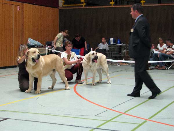 Sultan: EXC 1, CAC VDH, CAC Club, CSA, 100 years Jubileum winner, BOB & Lois Tornado Erben: EXC 1, CAC VDH, CAC Club,CSA, 100 years Jubileum winner - 03.08.2008, Jubileum show: "100 years of Germany Moloss Club e.V."
Sultan: Champion Class Males
(Ordoño x Princes De Vega De Albares)

Lois Tornado Erben: Intermediate Class Females
(Basil Mastifland x Florita Maja Tornado Erben) 
Keywords: 2008