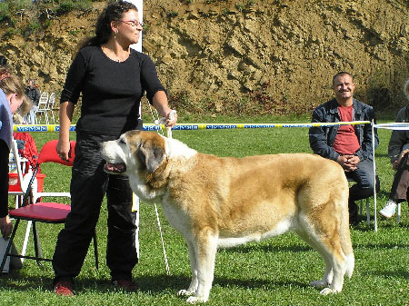 Adorno Ha-La-Mü - Exc.1, Best Veteran, Veteran Class Females, Special Show Moloss club CZ, Kromeriz 29.09.2007
(Leon IV de Monte Jaena x Alba Pasecky Kout)
Born: 02.03.1998 

Keywords: 2007 veteran veterano