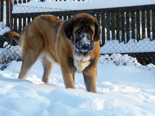 Aragon vom Eisinger Land, 1 year old 
(Arak z Kraje Sokolu x Luana von Haus vom Steraldted)
Born: 29.12.2007
3. Winner Photo of January 2009 in Mastin Gallery
Keywords: sokol snow nieve