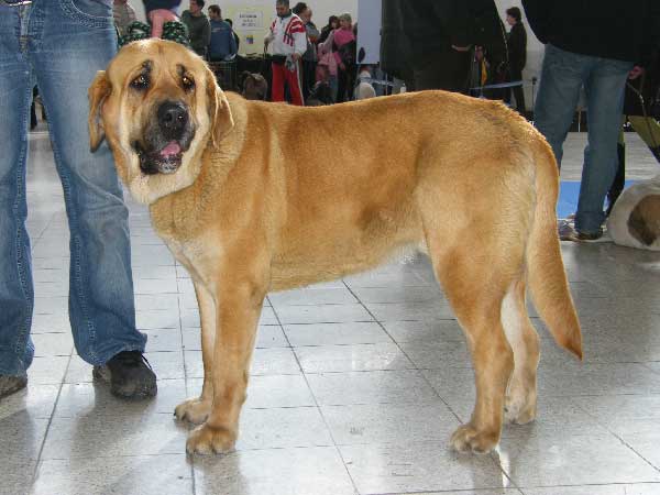 Arba Calverota: EXC 1, CAC, res. CACIB - Intermediate Class Females, International Show, Brno, 07-08.02.2009
(Unique du Domaine du Runneval x Ginny Mastibe)
Born: 29.06.2207

Photo: Hana Schmidtova, 'Kraje Sokolu' © Copyright 
Keywords: 2009 calverota