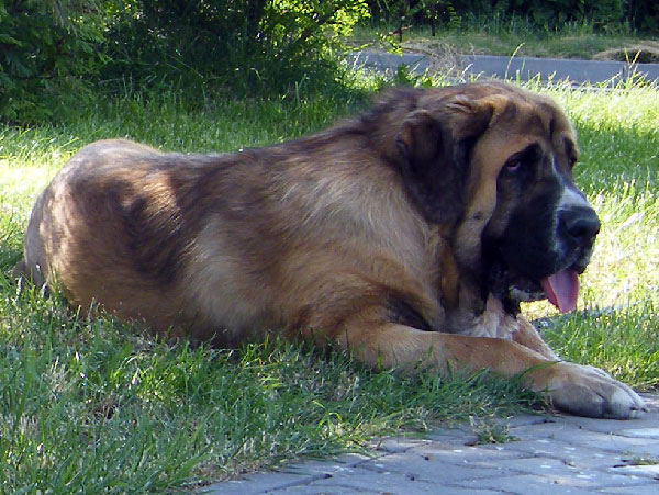 Aragon vom Eisinger Land: EXC.1, CAC, NATIONAL WINNER, BOB - Intermediate Class Males, National Show, Klatovy 14.06.2009
Keywords: 2009 sokol