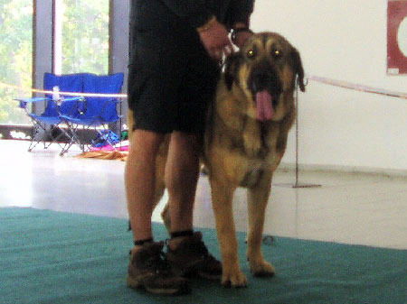 Ashley Gabriela BN: Exc.1, CAC - Intermediate Class Females, National show, Brno 09.09.2007
(Cyrus Priehrada x Benita Sentinel)
Keywords: 2007