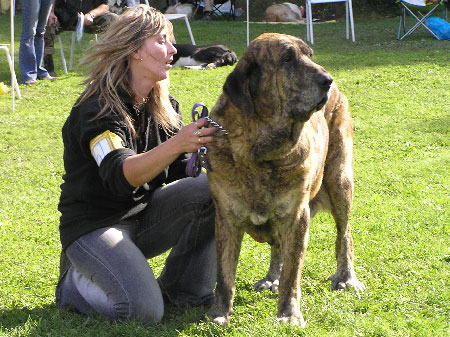 Aylen z Kraje Sokolu - Exc.2, Veteran Class Females, Special Show Moloss club CZ, Kromeriz 29.09.2007
(Ivoire des Oursons de Gabizos x Diana FI - IT)
Born: 01.07.1999 

Keywords: 2007 veteran veterano sokol