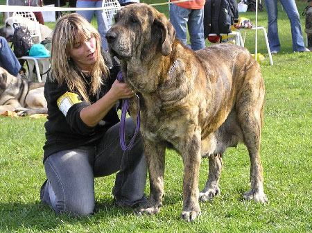 Aylen z Kraje Sokolu - Exc.2, Veteran Class Females, Special Show Moloss club CZ, Kromeriz 29.09.2007
(Ivoire des Oursons de Gabizos x Diana FI - IT)
Born: 01.07.1999 
Keywords: 2007 veteran veterano sokol