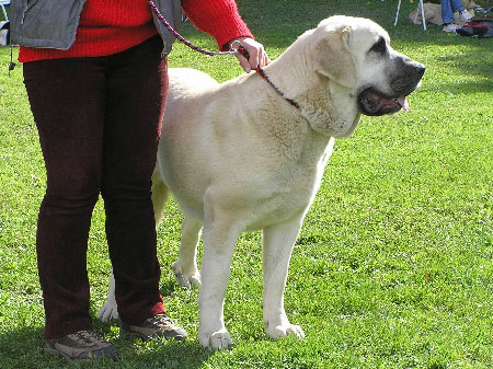 Azura Black Hanar - Exc.2, R.CAC, Intermediate Class Females, Special Show Moloss club CZ, Kromeriz 29.09.2007
(Dionysos Tornado Erben x Fusil de Cispa Ha-La-Mu)

Keywords: 2007