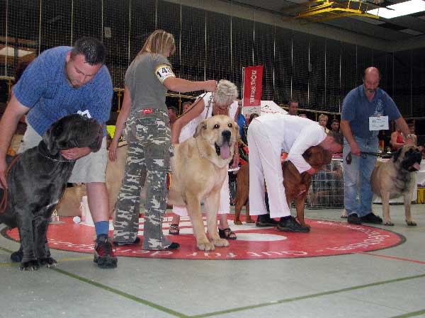 SULTAN - Club Show, CfM, Bensheim, Germany - 02.08.2008
(Ordono x Princes de Vega de Albares)

Breeder : Angel Sainz De La Maza, Spain
Owner : kennel  Z Kraje Sokolu, Czech Republic
Keywords: 2008 sokol