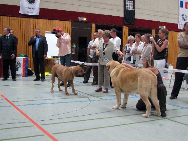 Sultan: EXC 1, CAC VDH, CAC Club, CSA, 100 years Jubileum winner, BOB - Champion Class Males,  03.08.2008, Jubileum show: "100 years of Germany Moloss Club e.V."
Sultan: Champion Class Males
(Ordoño x Princes De Vega De Albares)
Mots-clés: 2008 sokol