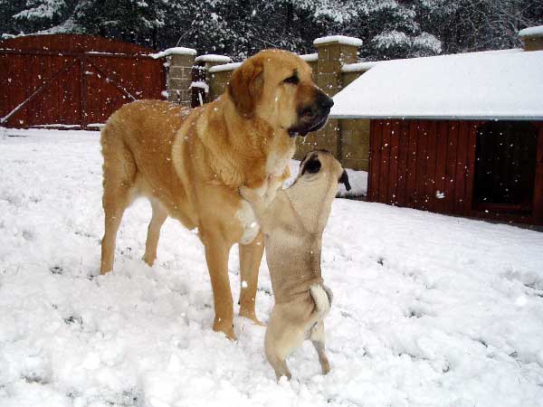 Baknaid z Kraje Sokolu & Pegy
(Tocho de Valdejera x Ich. Diana Fi-It) 
 

Keywords: snow nieve sokolu