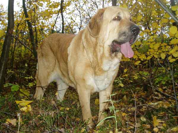 Baknaid z Kraje Sokolu - 3 years old
(Tocho de Valdejera x Ich. Diana Fi-It)  

Keywords: sokolu