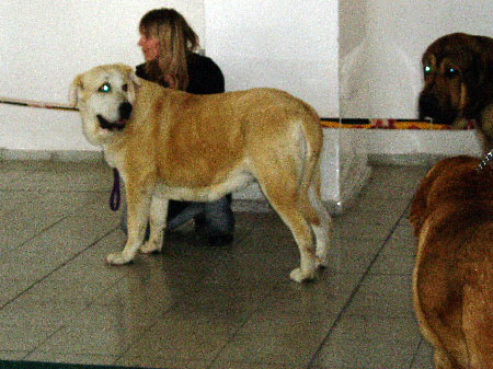 Gabon z Kraje Sokolu: Exc.1, CAJC, BOB - Young Class Males, National show, Brno 09.09.2007
(Sultan x Clea z Kraje Sokolù)
Keywords: 2007 mastes