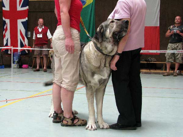 Branca des Gardiens d´Eckmuhl:  EXC 1, CAC VDH - Open Class Females, Club Show, CfM, Bensheim, Germany - 02.08.2008
(Tajo de la Penamora x Toumai Souscadis des Terres de Glenmore)

Keywords: 2008