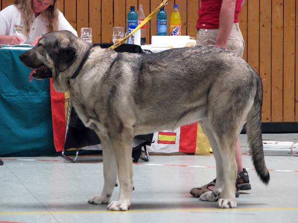 Branca des Gardiens d´Eckmuhl: Very Good 1 - Open Class Females, 03.08.2008, Jubileum show: "100 years of Germany Moloss Club e.V."
(Tajo de la Peñamora x Toumai Souscadis des Terres de Glenmore)
Keywords: 2008