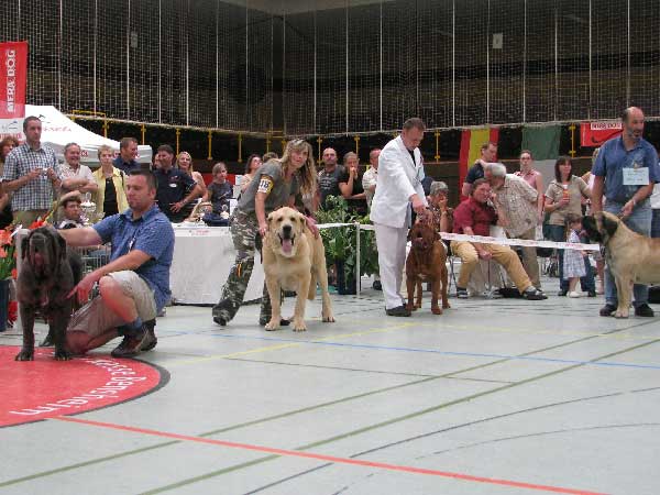 SULTAN - Club Show, CfM, Bensheim, Germany - 02.08.2008
(Ordono x Princes de Vega de Albares)

Breeder : Angel Sainz De La Maza, Spain
Owner : kennel  Z Kraje Sokolu, Czech Republic
Keywords: 2008 sokol