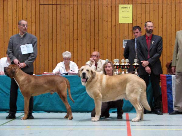 Sultan: EXC 1, CAC VDH, CAC Club, CSA, 100 years Jubileum winner, BOB - Champion Class Males,  03.08.2008, Jubileum show: "100 years of Germany Moloss Club e.V."
(Ordoño x Princes De Vega De Albares)

Keywords: 2008 sokol