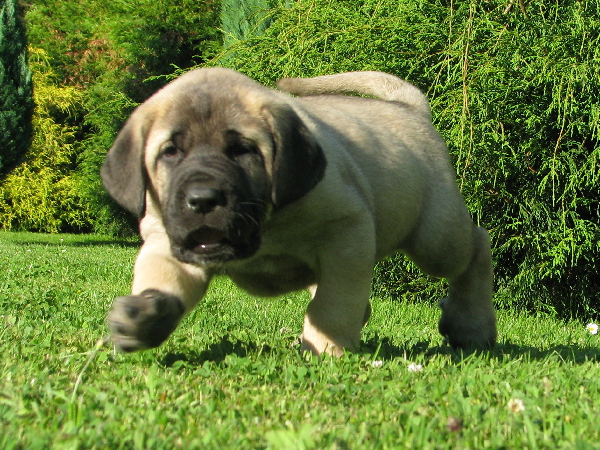 Charon z Kraje Sokolu
Amigo Zeus Bis Mastibe X Feimi z Kraje Sokolu
Born: 14.05.2008 
Keywords: puppyczech sokol