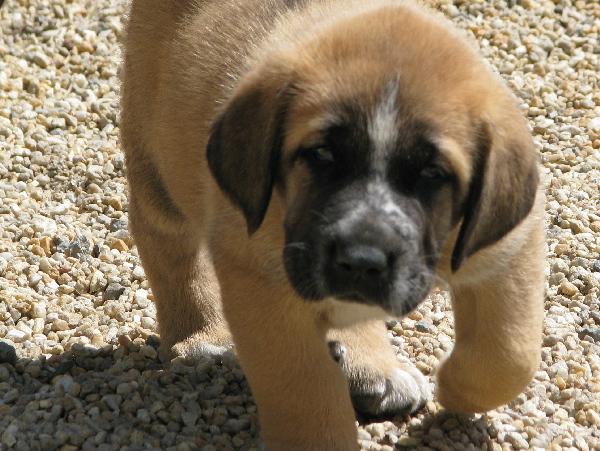 Chiwas z Kraje Sokolu
Amigo Zeus Bis Mastibe X Feimi z Kraje Sokolu
Born: 14.05.2008 


 

Keywords: puppyczech sokol