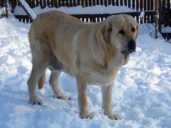 Clea z Kraje Sokolu - 7 years old
Charly de Valdejera X Ch. Aylen z Kraje Sokolu
Born: 21.12.2001 
Keywords: snow nieve sokol