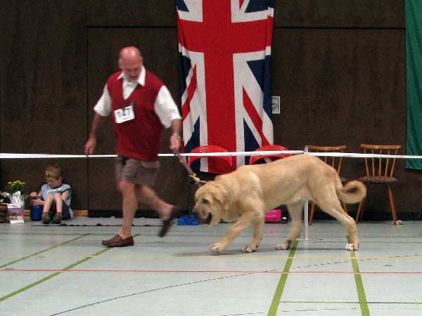 Corso de Hazas de Cesto: Very Promising 1 - Baby Class Males, Club Show, CfM, Bensheim, Germany 02.08.2008
(Fernando de Valdelera x Amanda de Hazas de Cesto)
Keywords: 2008