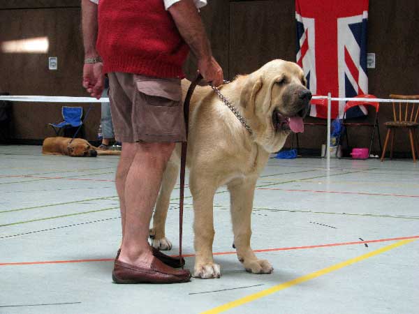 Corso de Hazas de Cesto: Very Promising 1 - Baby Class Males, Club Show, CfM, Bensheim, Germany 02.08.2008
(Fernando de Valdelera x Amanda de Hazas de Cesto)
Keywords: 2008