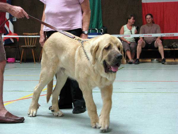 Corso de Hazas de Cesto: Very Promising 1 - Baby Class Males, Club Show, CfM, Bensheim, Germany 02.08.2008
(Fernando de Valdelera x Amanda de Hazas de Cesto)

Keywords: 2008