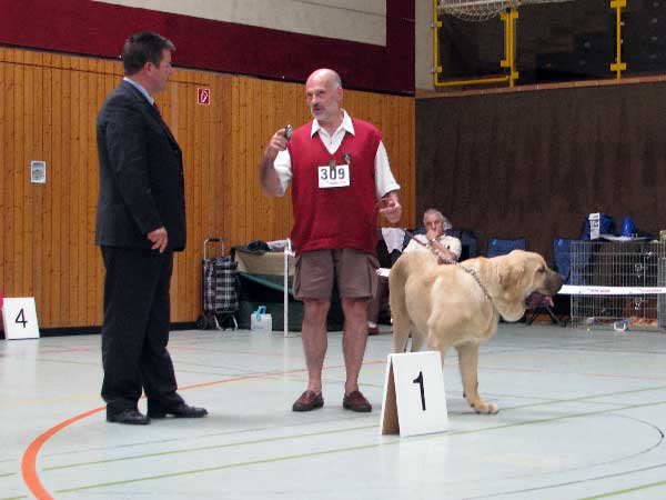 Corso de Hazas de Cesto: Very Promising 1 - baby Class Males, 03.08.2008, Jubileum show: "100 years of Germany Moloss Club e.V."
(Fernando de Valdelera x Amanda de Hazas de Cesto)
Keywords: 2008