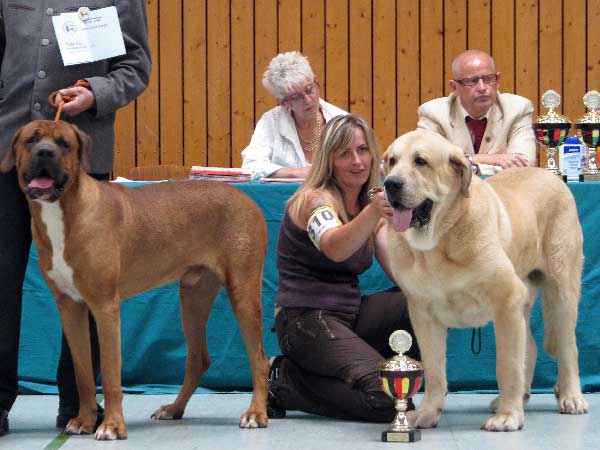 Sultan: EXC 1, CAC VDH, CAC Club, CSA, 100 years Jubileum winner, BOB - Champion Class Males,  03.08.2008, Jubileum show: "100 years of Germany Moloss Club e.V."
(Ordoño x Princes De Vega De Albares)

Keywords: 2008 sokol