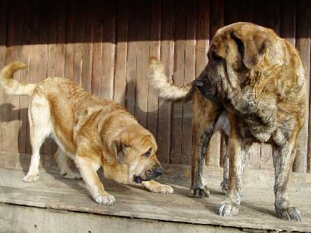 Dora & Arak z Kraje Sokolu
Dora: (Alto del Grande Creta Lago x Aylen z Kraje Sokolu) 
Arak: (Ch. Ivoire Oursons du Gabizos x Ich., Ch. Diana Fi-It) 

Keywords: sokolu