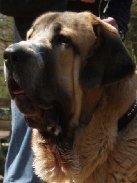 Elmo z Kraje Sokolu - 10 months
(Enamorado Ernesto Mastibe x Aylen z Kraje Sokolu)
 

Keywords: head portrait cabeza sokolu