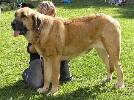 Feimi z Kraje Sokolu - Exc.1, CAC, Intermediate Class Females, Special Show Moloss club CZ, Kromeriz 29.09.2007
(Sultan x Aylen z Kraje Sokolu)
Keywords: 2007 sokol