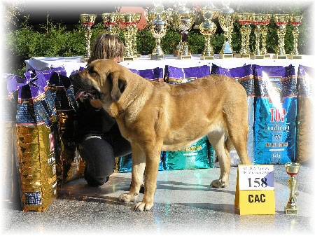 Feimi z Kraje Sokolu - Exc.1, CAC, Intermediate Class Females, Special Show Moloss club CZ, Kromeriz 29.09.2007
(Sultan x Aylen z Kraje Sokolu)

Keywords: 2007 sokol